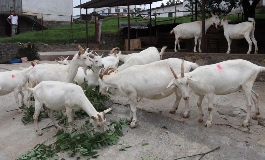 चित्लाङमा एक बेतमा १ हजार लिटर दूध दिने’सानन’बाख्रा विकास गरिँदै