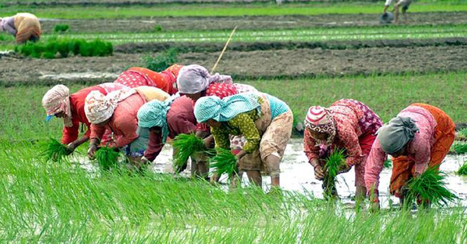 देशभर ९८ प्रतिशत रोपाइँ सम्पन्न