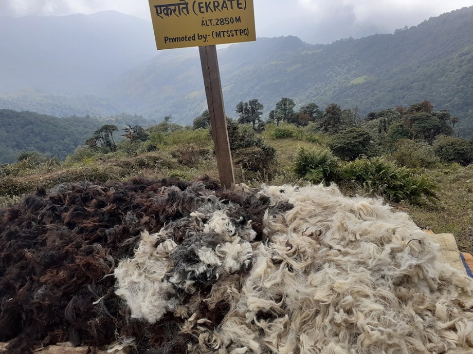 गाउँघरमा राडीपाखी बुन्ने चलन हराउँदै गएसँगै ऊन बिक्री हुन छाड्यो