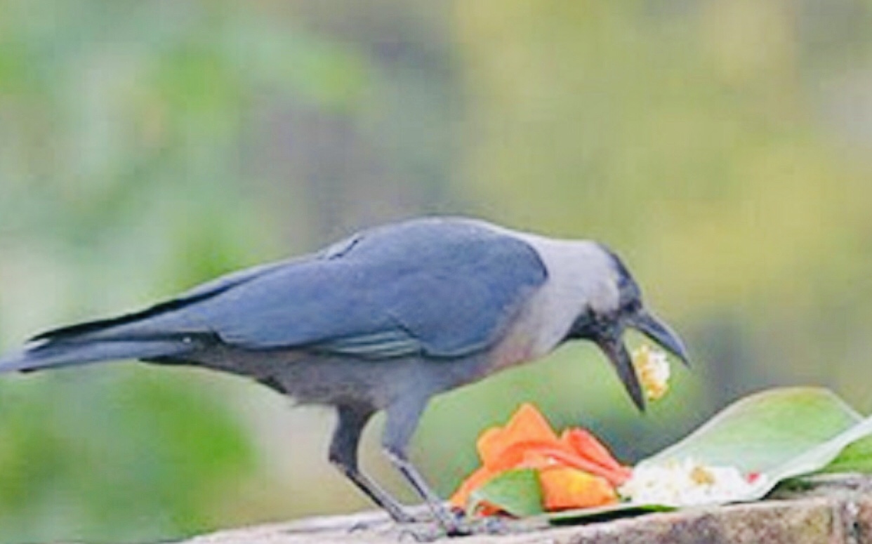 यमपञ्चक अर्थात तिहार शुरु आज काग तिहार, कागको पुजा आजा गरिदै