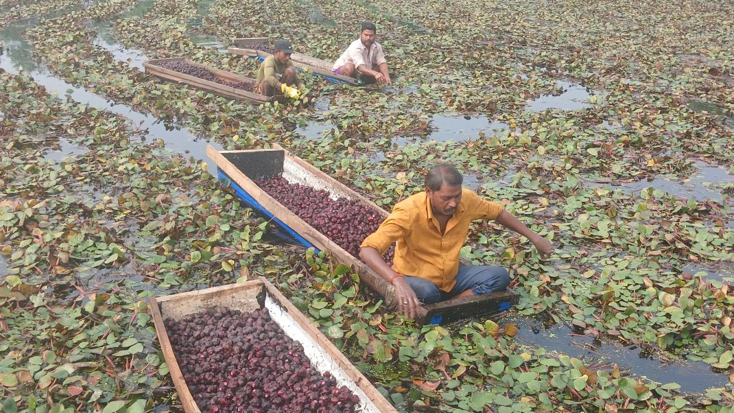 ताल भाडामा लिएर सिङ्गडा र माछा खेती