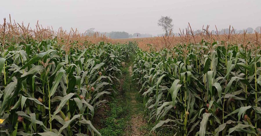 झापामा गहुँ उत्पादनको क्षेत्रफल घट्दै, बढ्यो मकैमा किसानको आकर्षण