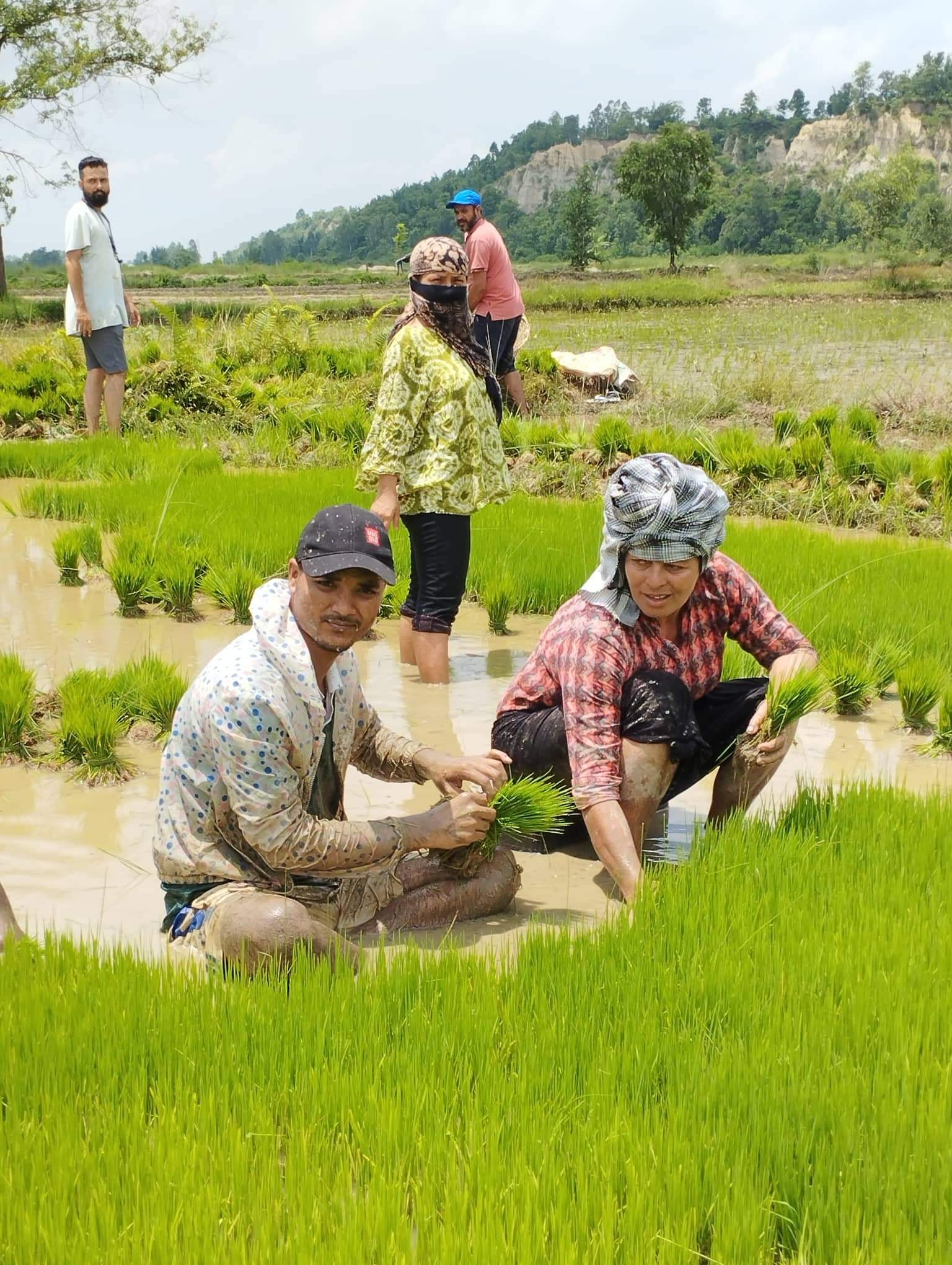 मधेसमा ७७ प्रतिशत धान रोपाइँ, २७ प्रतिशतले उत्पादन घट्ने अनुमान