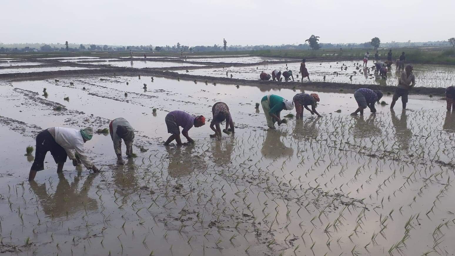 देशभर ९१ प्रतिशत धान रोपाइँ सम्पन्न