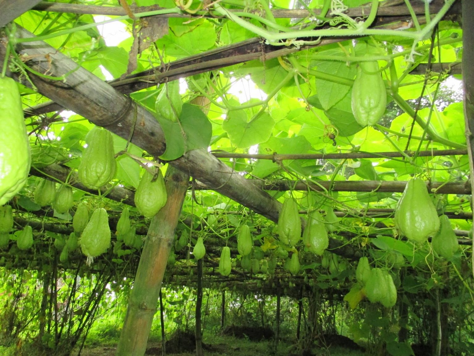 कहाँका किसानले बेच्दैछन् दैनिक १० हजारभन्दा बढीको स्कुस ?