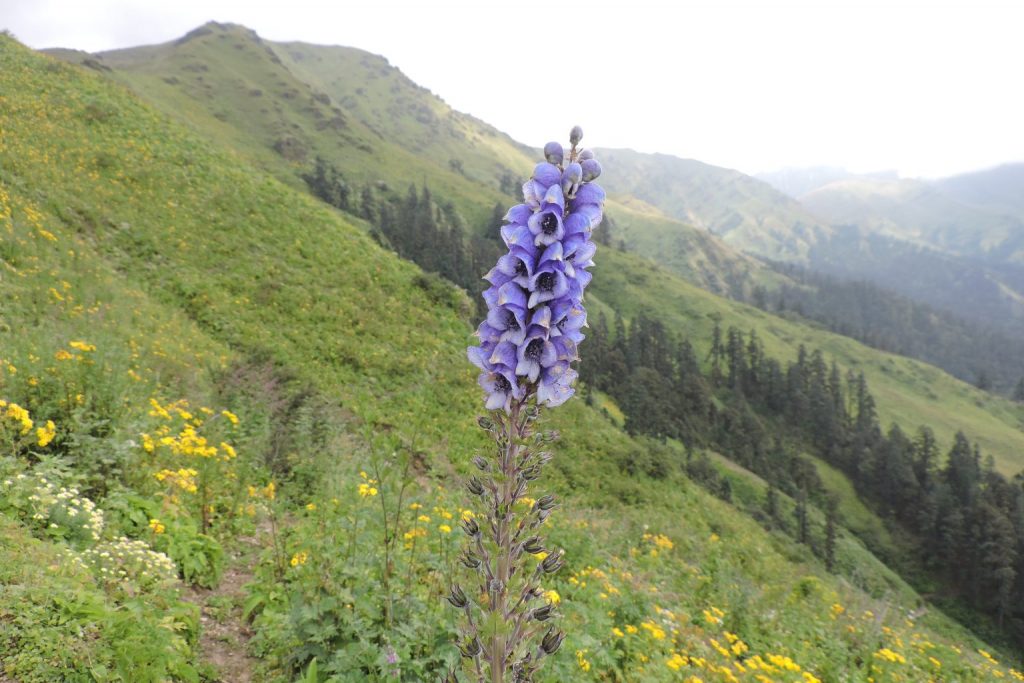 जडीबुटीखेती गरेर वार्षिक सातलाखसम्म आम्दानी