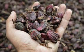 अलैँचीको निर्यात दोब्बरले बढ्यो