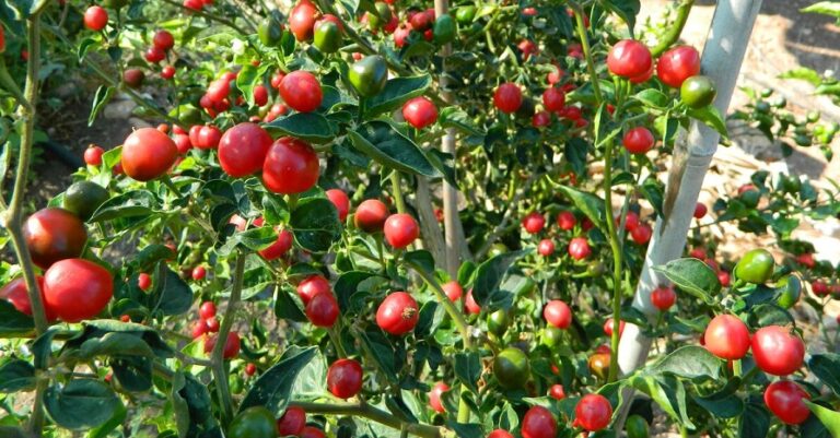 डल्ले खुर्सानीको खेतीबाट आत्मनिर्भर बन्दै हेलम्बुका युवा