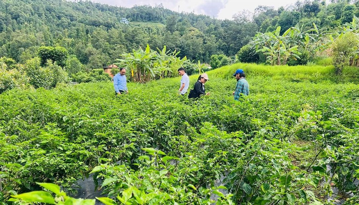 देशभर कृषि तथा पशुपालनमा क्षतिको विवरण संकलन गरिँदै