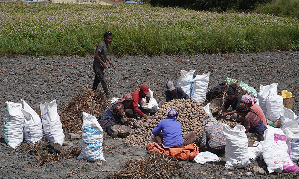 मुस्ताङको ४७० हेक्टर क्षेत्रफलमा आलुखेती