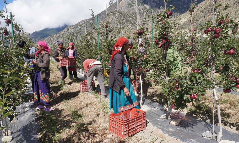देउकुमारको कृषि फार्ममा तीस लाखको रायोको साग