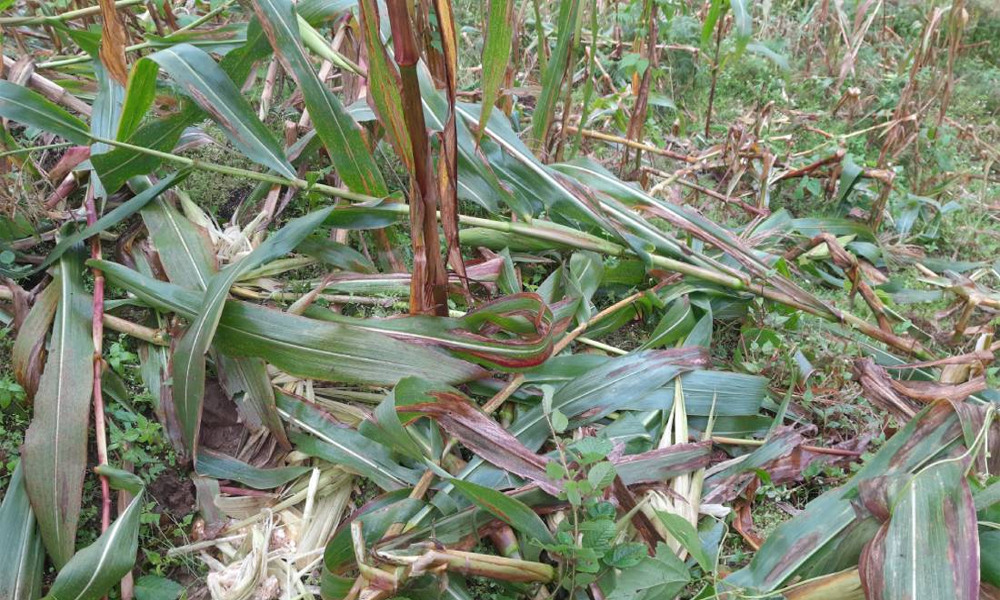 ताप्लेजुङका किसान बँदेलबाट पीडित