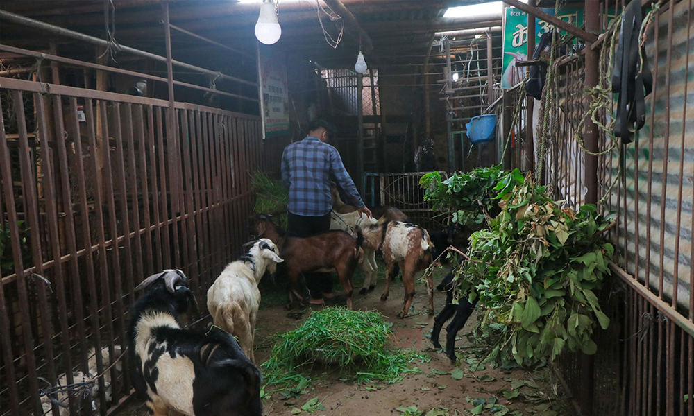 बाख्रा अनुसन्धान केन्द्रमा घाँसको समस्या