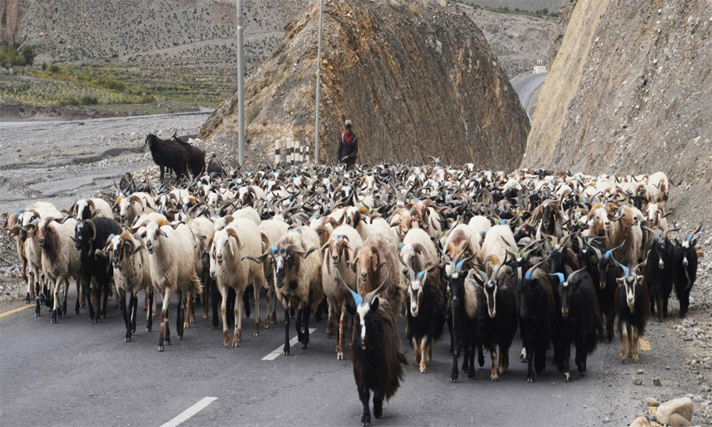 दसैँका लागि तेह्र हजार बढी भेडाच्याङ्ग्रा मुस्ताङ हुँदै अन्य जिल्ला पठाइयो