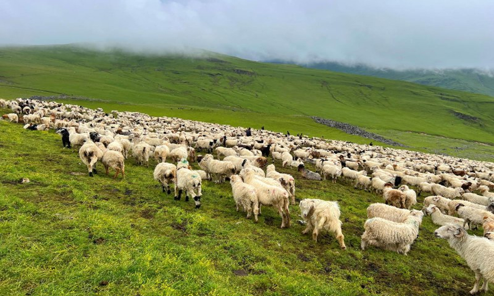 दसैँ सुरु भएसँगै बेसी झर्न थाले भेडीगोठ