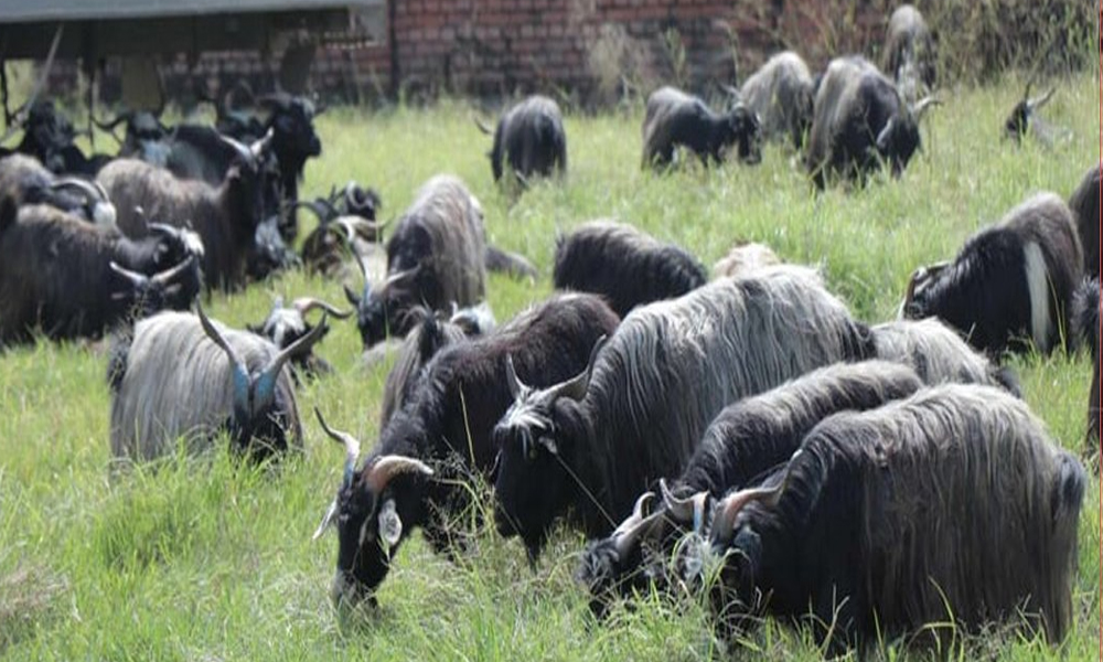 यस वर्ष सस्तियो भेडाच्याङग्राको मूल्य