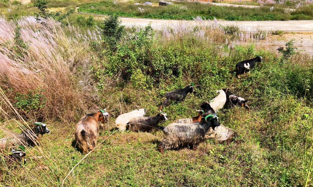 बागलुङमा मुस्ताङी च्याङ्ग्राको आयातमा कमी
