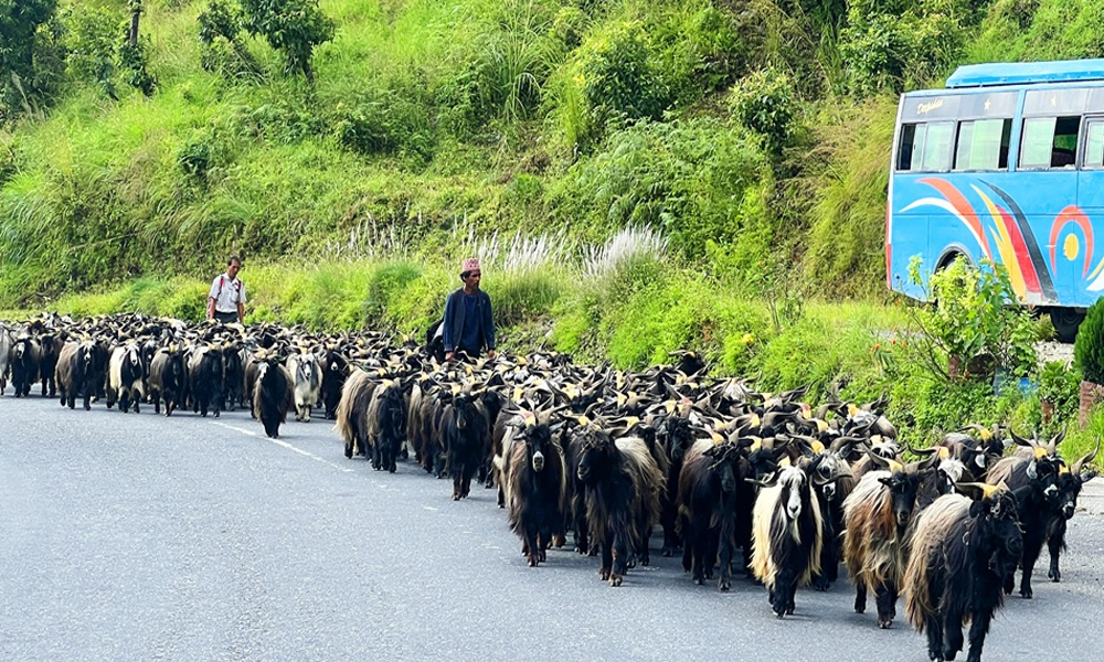 दसैँका लागि हिमाली च्याङ्ग्रा पुगे पहाड र तराईका मुख्य बजारमा