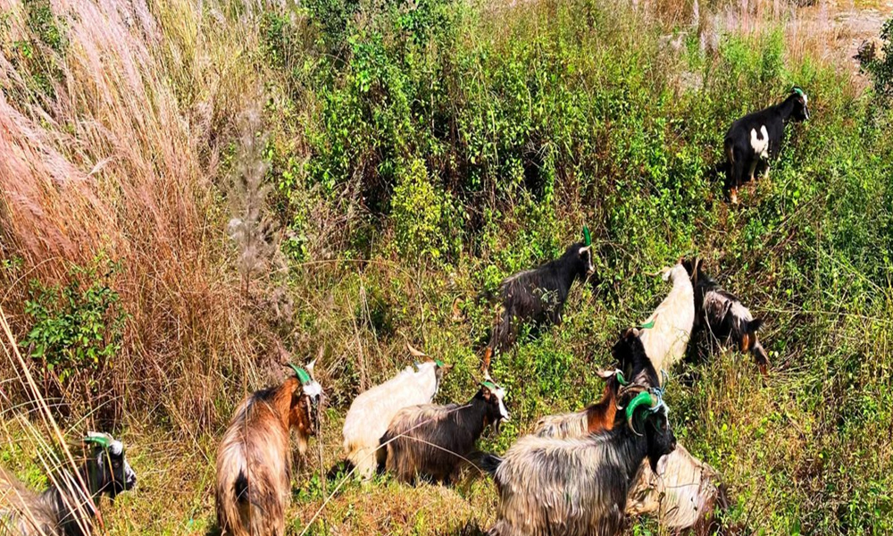 च्याङ्ग्रा व्यापारीको दुःखः दसैँ खर्च जोहो गर्न डोल्पादेखि बागलुङ