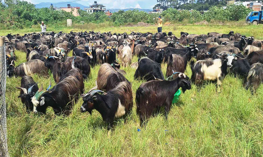 भक्तपुरमा ल्याइयो दसैँका लागि च्याङ्ग्रा