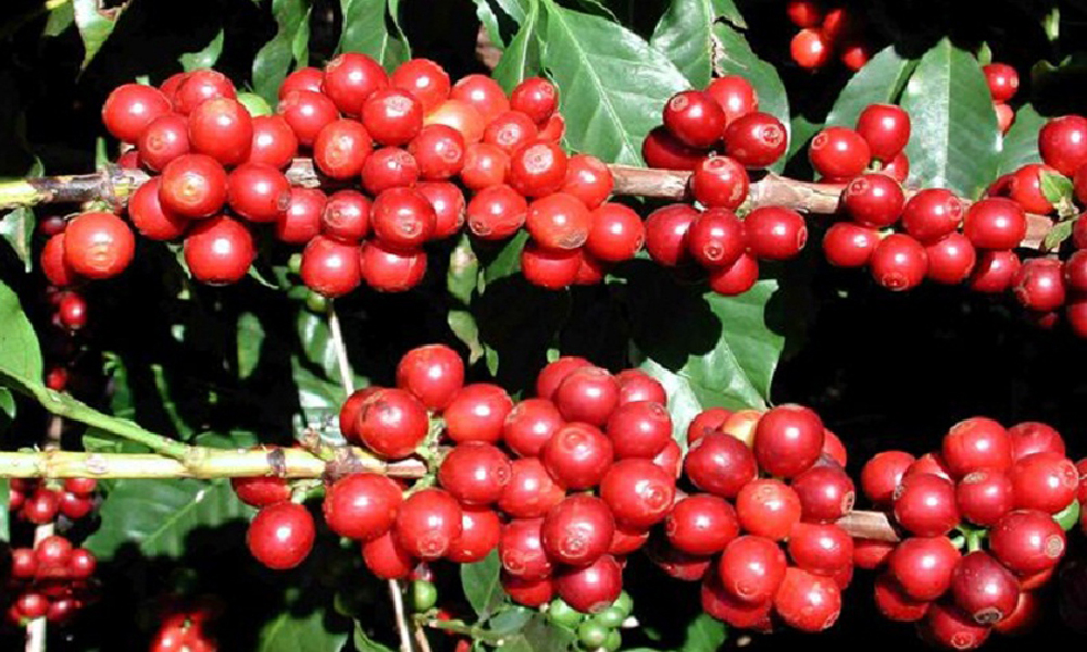 गुल्मीमा ३८ जातमा कफीको जातीय परीक्षण गरिँदै