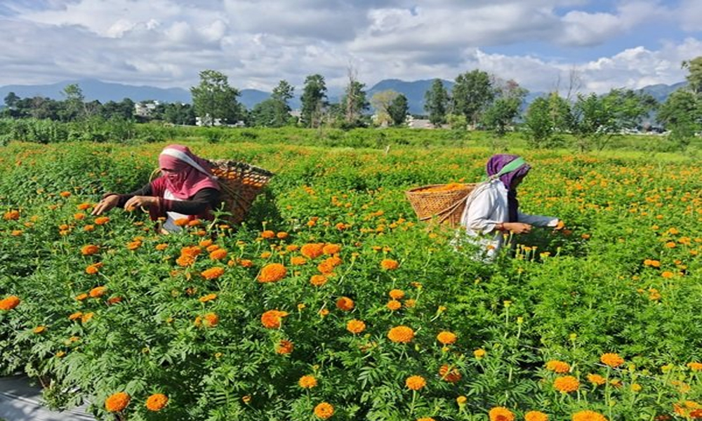 बेमौसमी फूलखेती गरेर रु १५ लाख आम्दानी