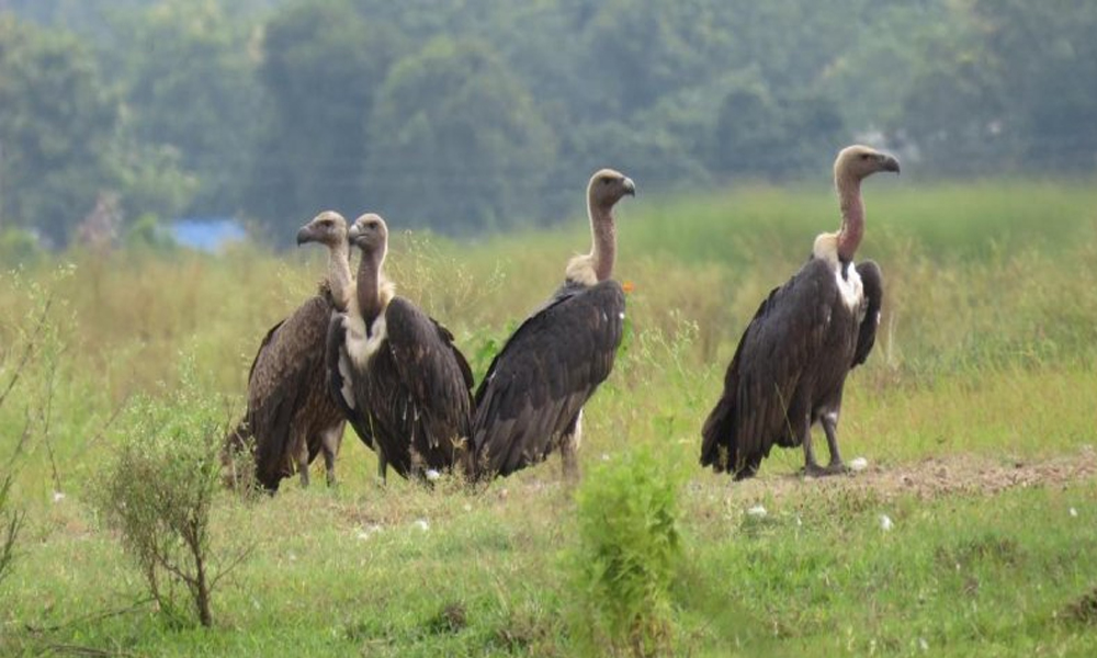 गिद्धको संख्या बढ्दै, संरक्षणकर्मी उत्साहित
