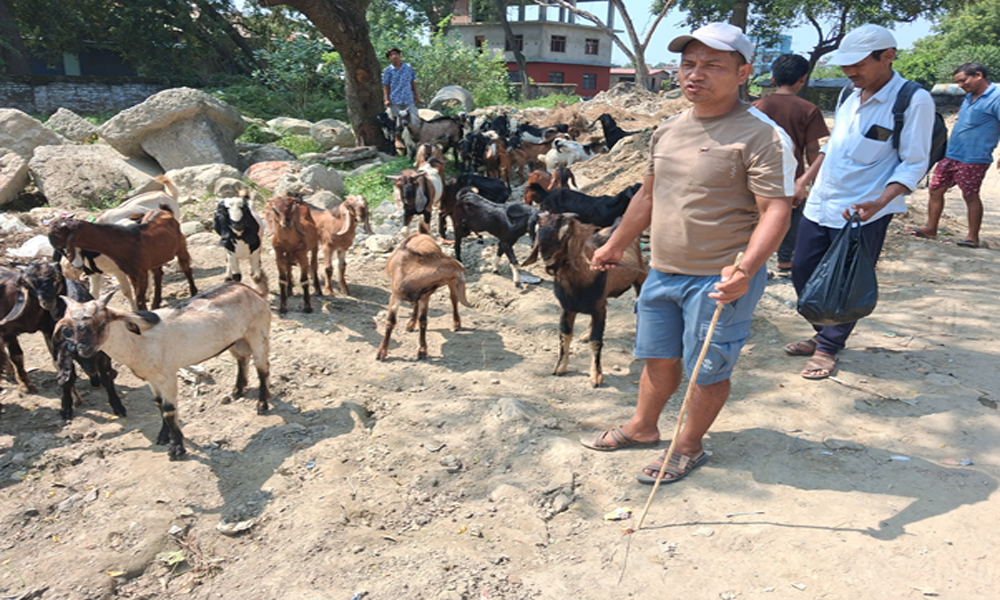 खसी–बोका बिक्री हुँदा किसान खुसी
