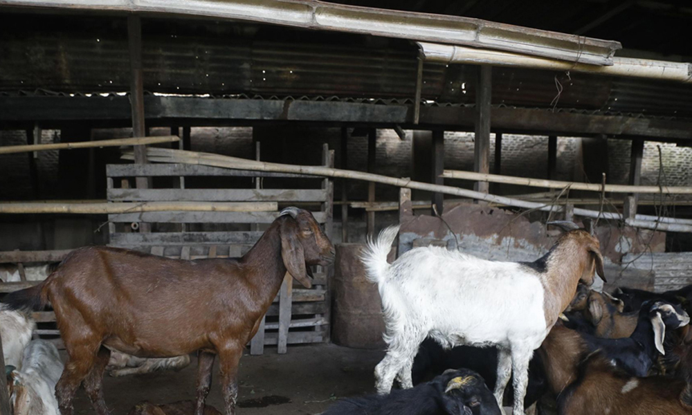 धरान कृषि बजारबाट दुई अर्ब ४० करोडको खसीको कारोबार