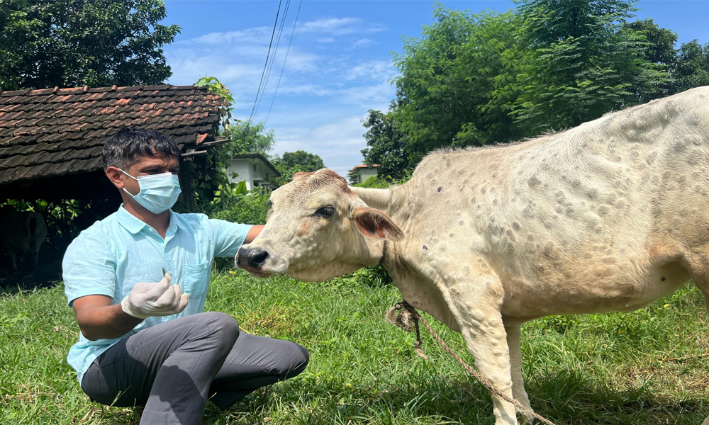 शुक्लाफाँटामा गाईको बाच्छीमा लम्पी स्किन रोग सङ्क्रमण पुष्टि