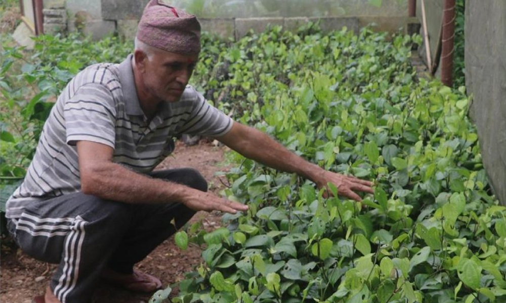 मरिचका बिरुवा बेचेर मनग्य आम्दानी