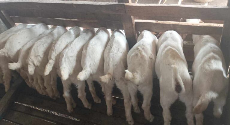 विदेशको अनुभव, स्वदेशमा उपयोग