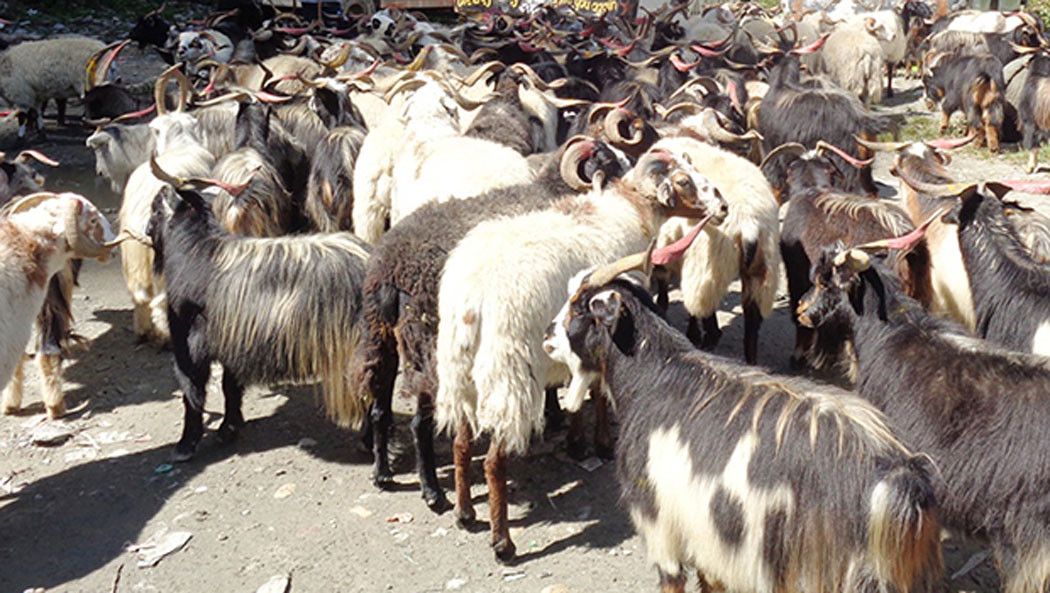 दशैंमा मुस्ताङबाट १५ हजार भेडाच्याङ्ग्रा निकासी हुने