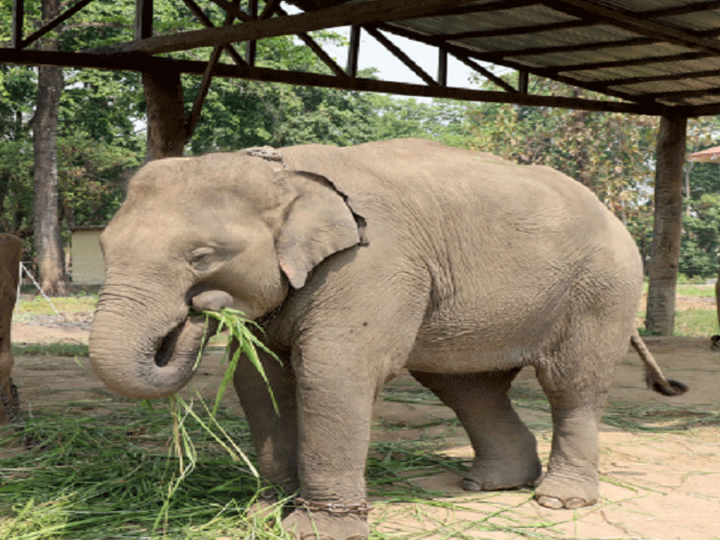 चितवनका दुई हात्ती कतार पठाइँदै