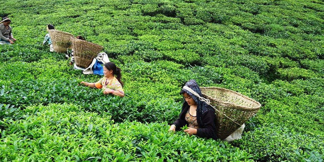 चिया श्रमिकले अब दैनिक न्यूनतम ५ सय ६५ पाउने