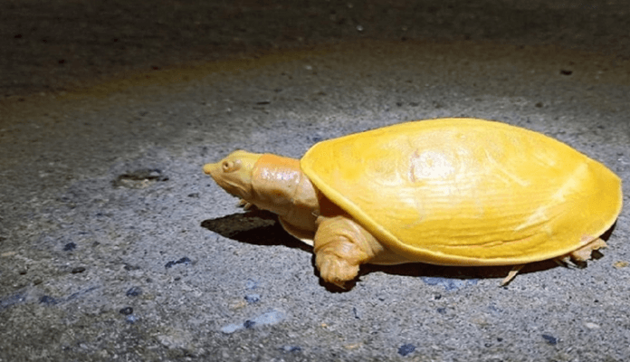 ‘जेनजी’ प्रदर्शनका क्रममा दुर्लभ कछुवा चोरी