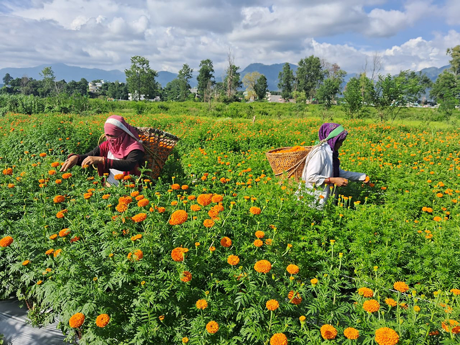 बेमौसमी फूलखेती गरेर एकै वर्षमा १५ लाख आम्दानी