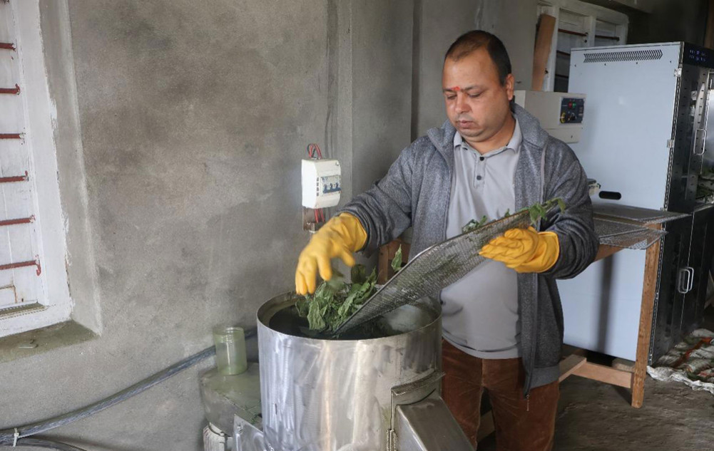 तेह्रथुममा सिस्नो प्रशोधन सुरु, सुपरमार्केटहरूको माग धान्नै मुस्किल