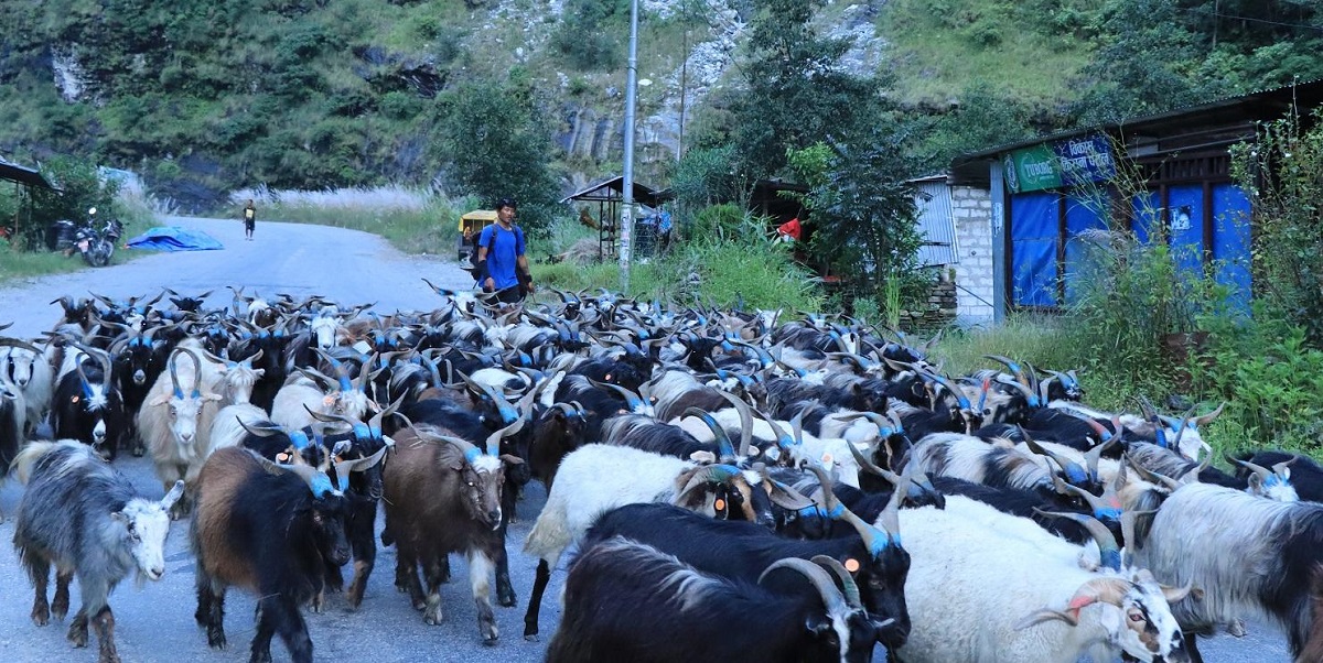 मुस्ताङबाट ३५ करोडभन्दा बढी मूल्यका भेडाच्याङ्ग्रा निकासी