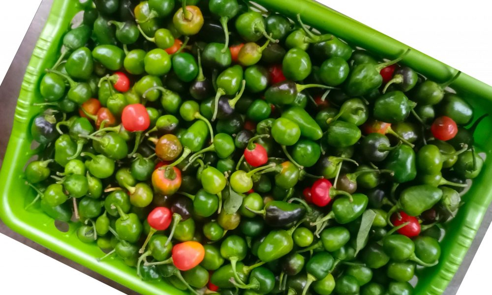 ‘अकबरे खुर्सानी बिक्री गर्न बजारको समस्या छैन, माग धेरै छ’