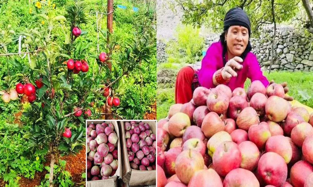 मुस्ताङमा यो वर्ष एक अर्बभन्दा बढीको स्याउ उत्पादन, ९६ करोडको बिक्री