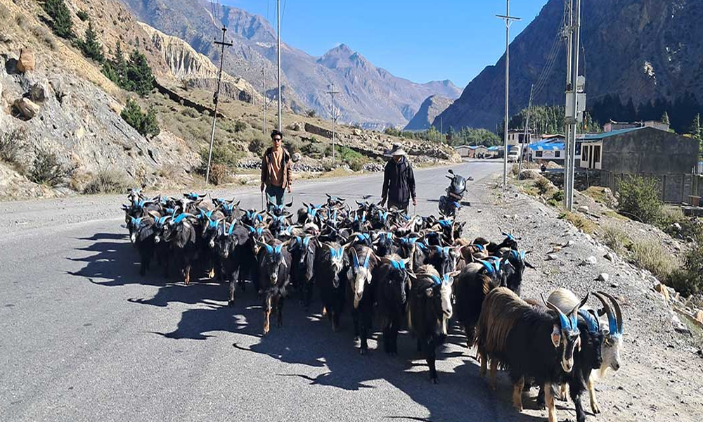 तिहारका लागि मुस्ताङमा भेडाच्याङ्ग्रा बिक्री