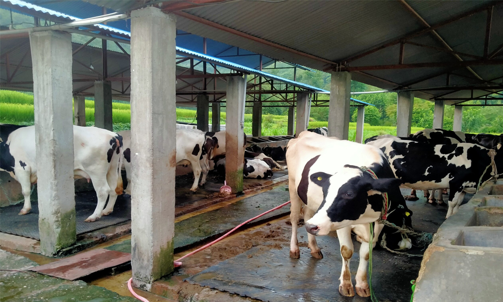 गाईपालनबाट मनग्य आम्दानी