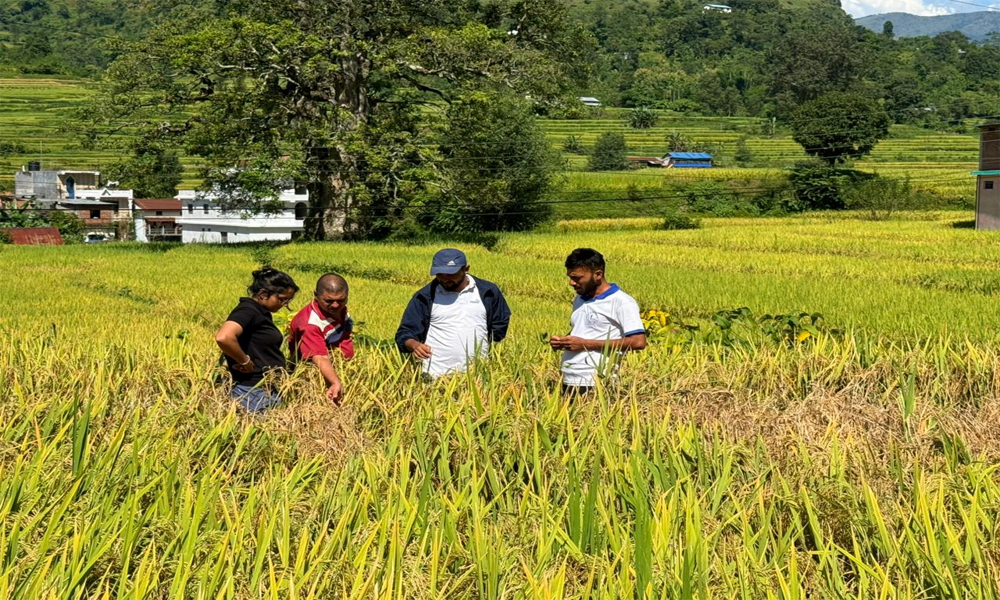 किसानले पाएनन् धानको उचित मूल्य, सरकारले तोकेको भाउमा धान किन्दैनन् व्यापारी