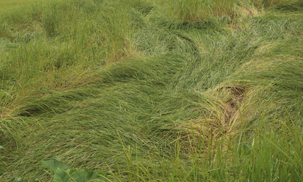 भोजपुरमा वर्षाले धानबालीमा क्षति