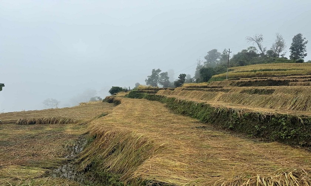 वर्षाका कारण धान भित्र्याउन किसानलाई समस्या
