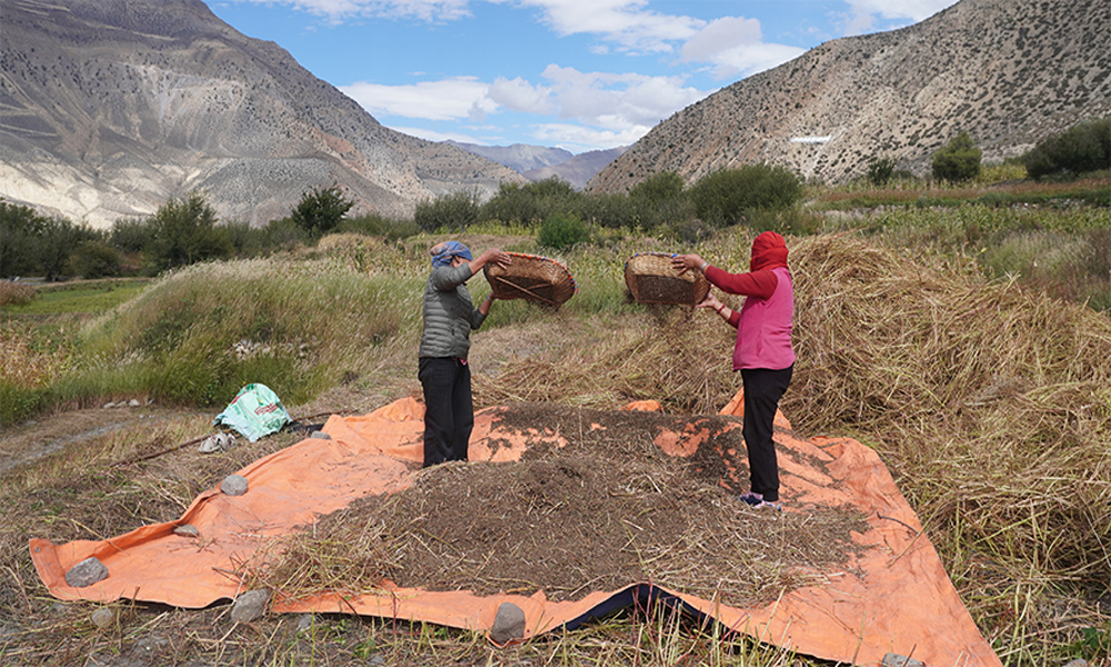 मुस्ताङका किसान ‘फापर’ थन्क्याउन व्यस्त