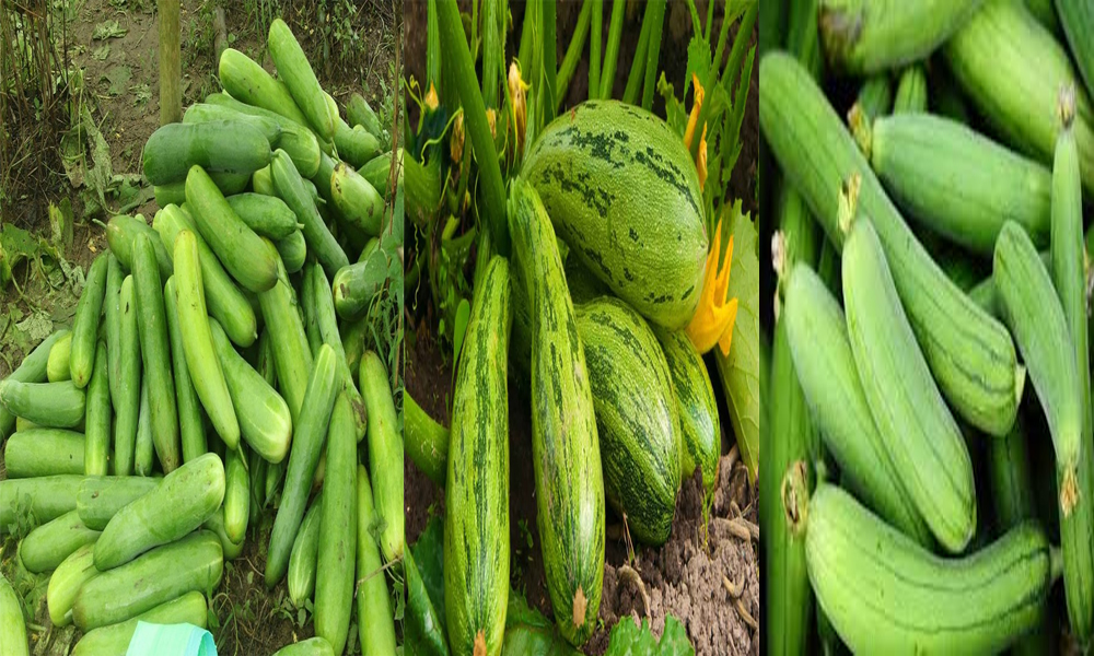 काँक्रो, हरियो फर्सी, घिरौंलामा भेटियो अत्यधिक विषादी