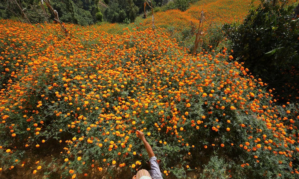झापामा सयपत्री फूलको माग बढ्यो