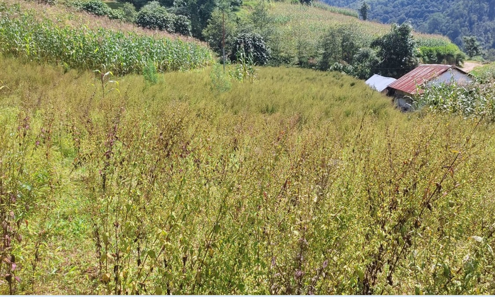 ‘जडीबुटीको उचित मूल्य पाइएन’